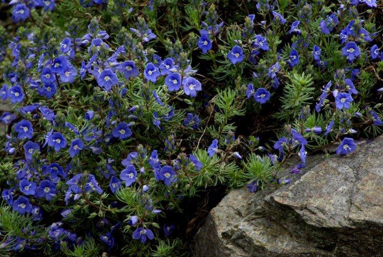 Fleur de Véronique - photo