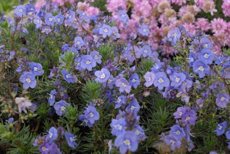 Fleur de Véronique - photo