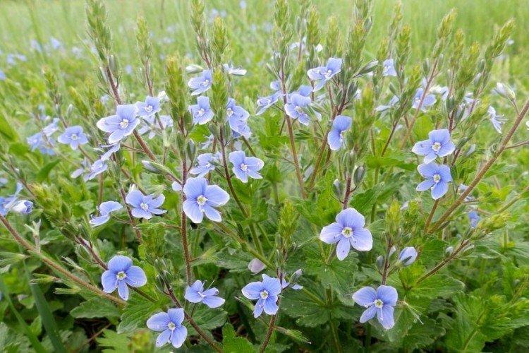 Fleur de Véronique - photo