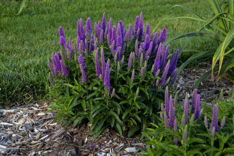 Fleur de Véronique - photo