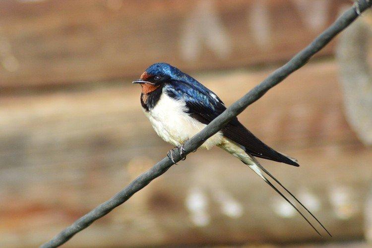 Habitat de l'hirondelle