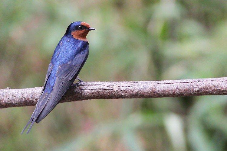 Rester en captivité