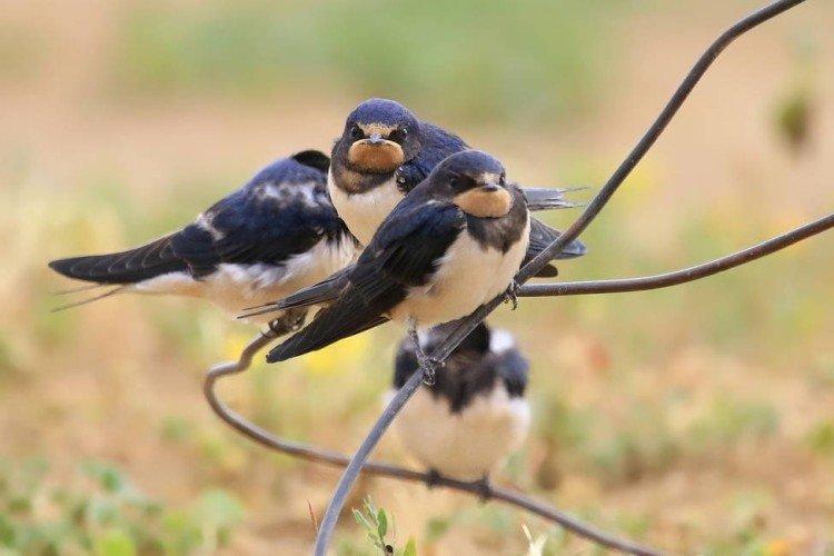 Hirondelles reproductrices