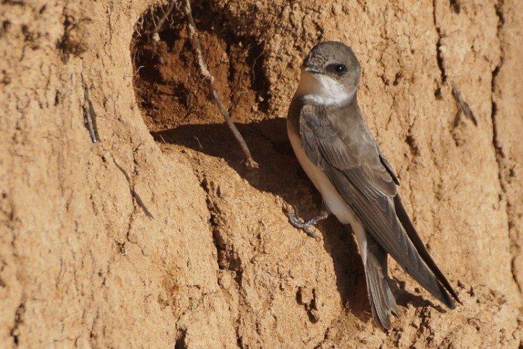 Hirondelles - photo d'oiseau