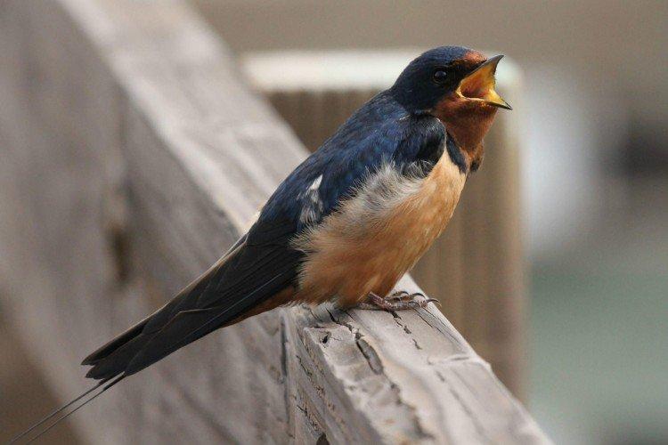 Hirondelles - photo d'oiseau