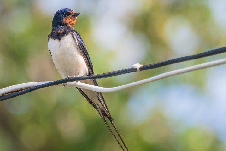 Hirondelles - photo d'oiseau