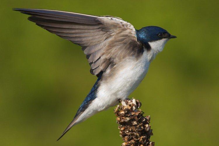 Hirondelles - photo d'oiseau