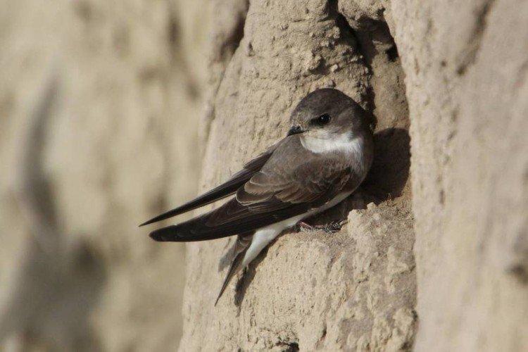 Hirondelle de rivage