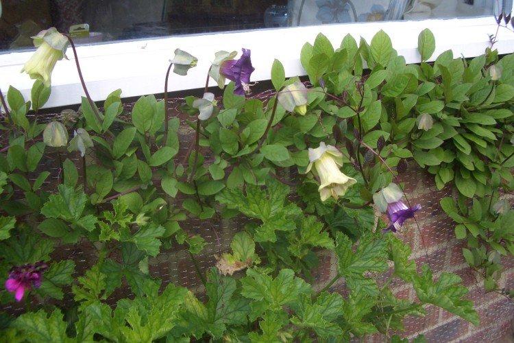 Plantation et élevage de kobei