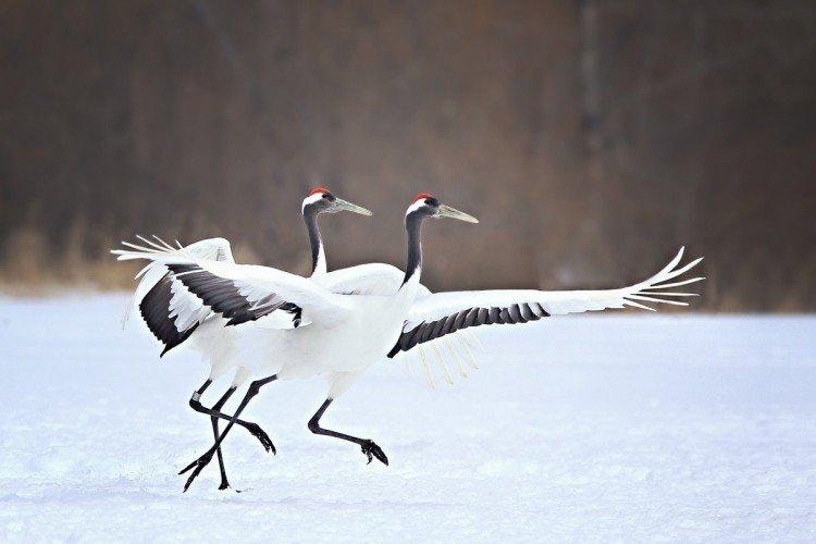 Grues - photo d'oiseau