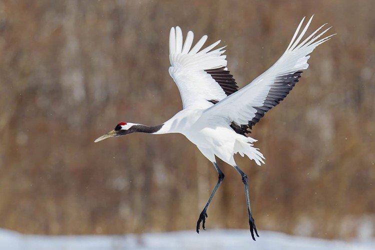 Grues - photo d'oiseau