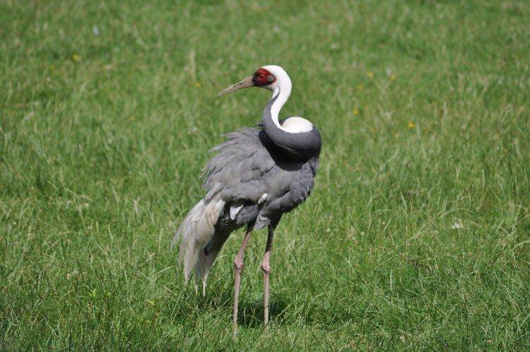 Grues - photo d'oiseau