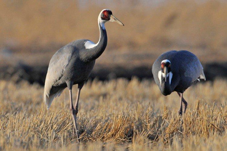 Grues - photo d'oiseau
