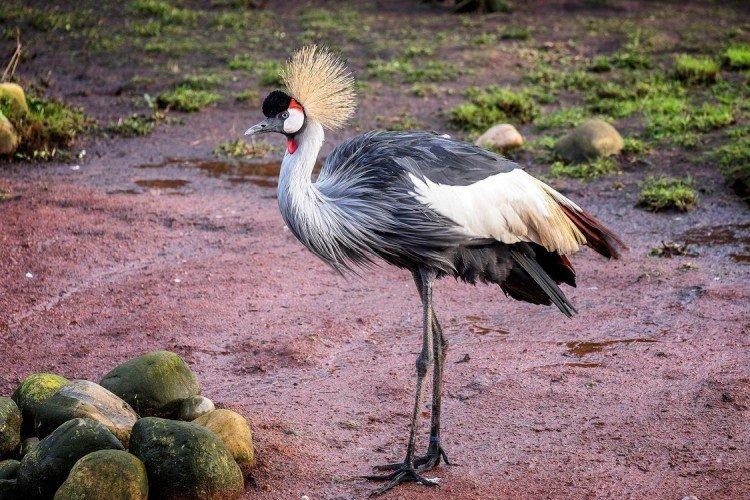 Combien de temps vivent les grues ?