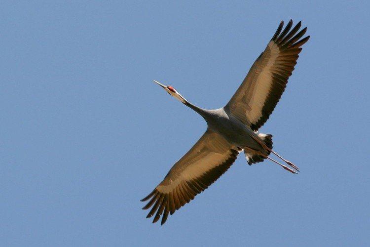 Grues - photo d'oiseau