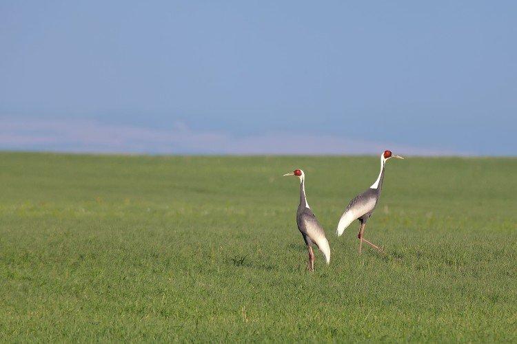 Grues - photo d'oiseau
