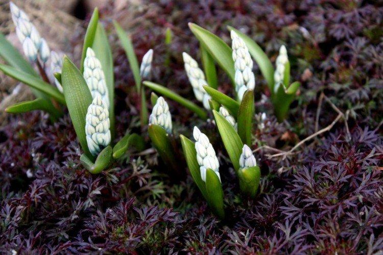 Plantation et sélection Pushkinia