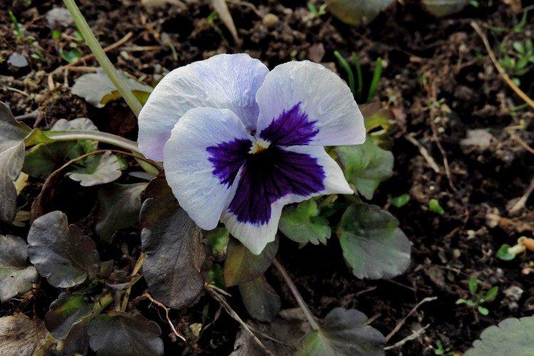 Lutte contre les parasites et les maladies