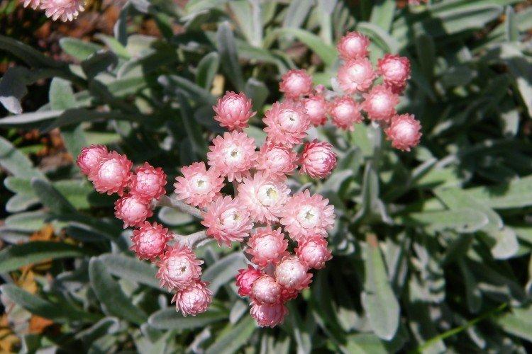 Trentenaire Gelichrizum