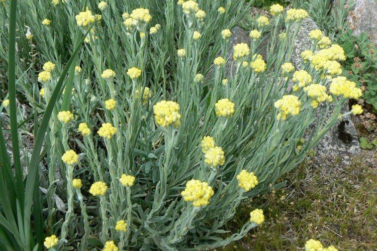 Gelikhrizum de sable