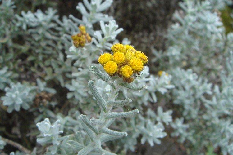 Lutte contre les parasites et les maladies