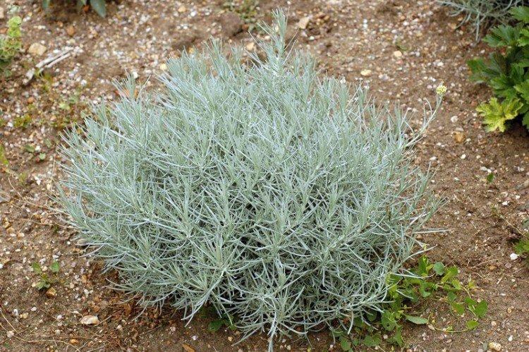 Gelichrisum à feuilles étroites