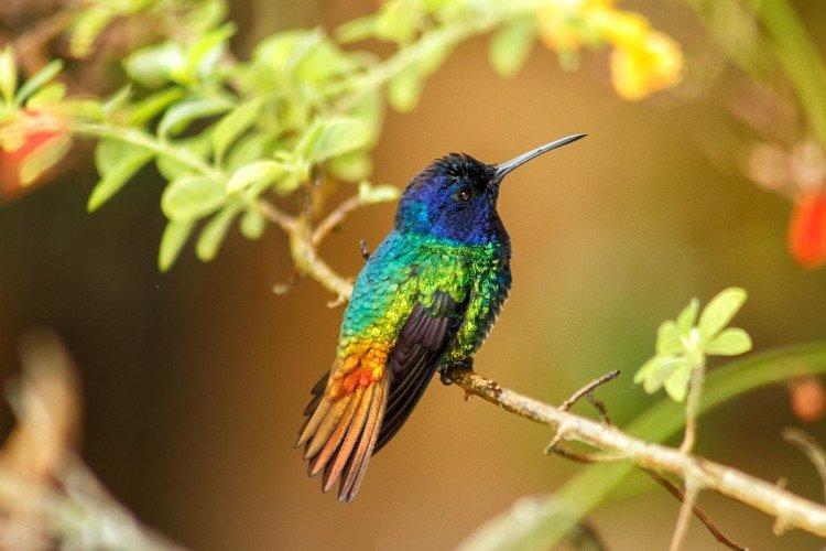 Colibri - photo d'oiseau