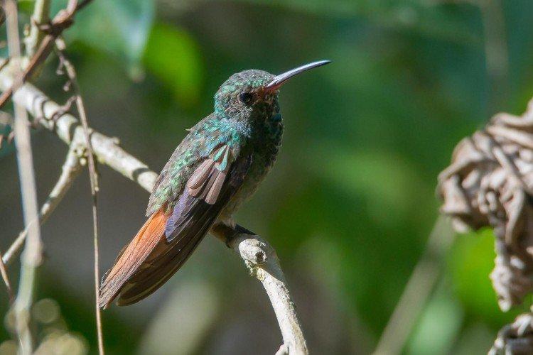Colibri - photo d'oiseau