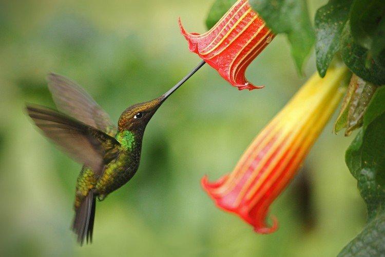 Colibri - photo d'oiseau