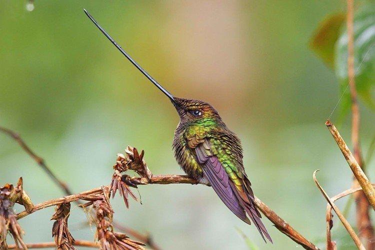 Colibri - photo d'oiseau