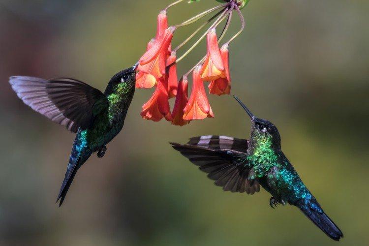 Combien de temps vivent les colibris ?