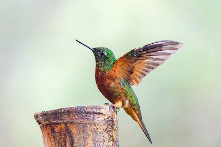 Colibri - photo d'oiseau