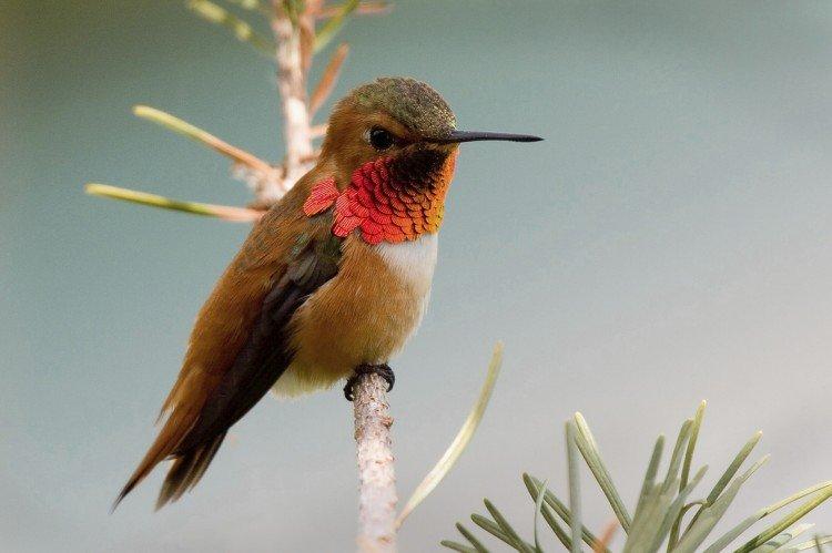 Colibri - photo d'oiseau
