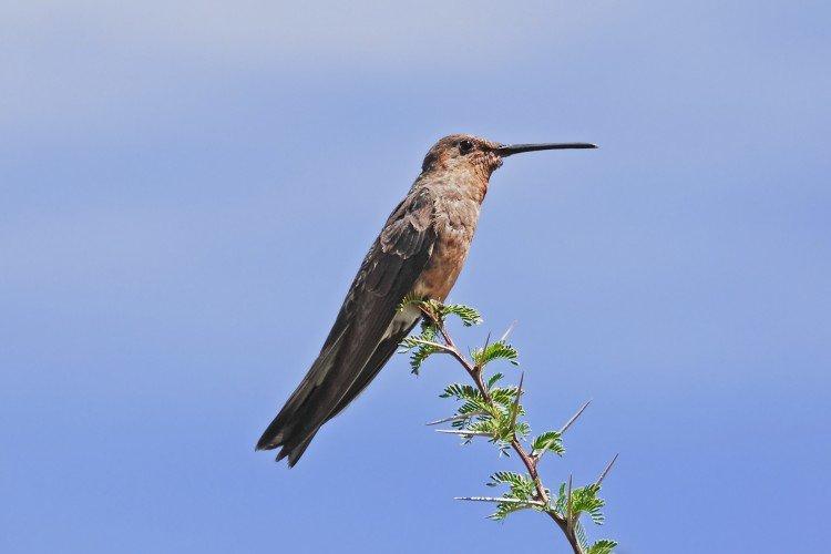 Colibri - photo d'oiseau