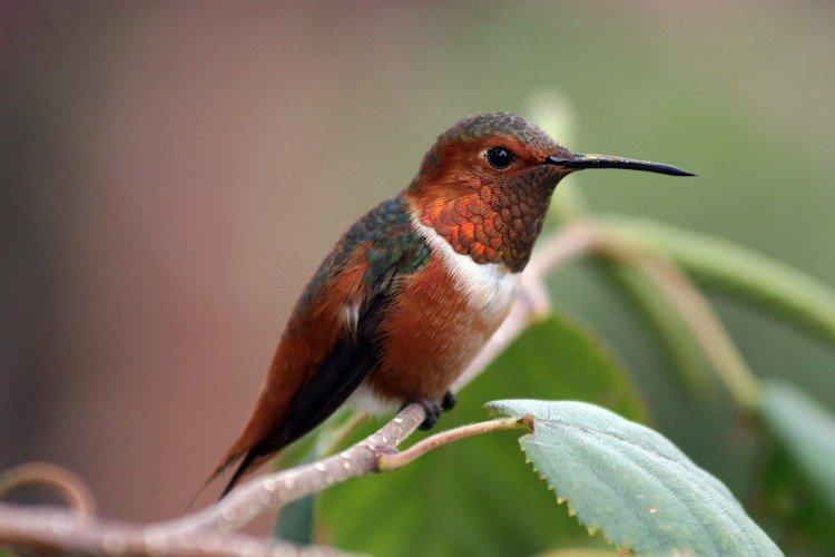 Colibri - photo d'oiseau