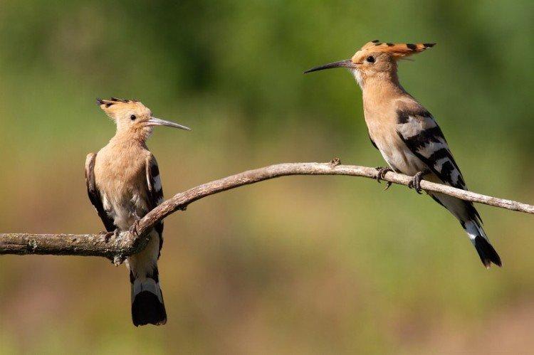 Huppe fasciée - photo d'oiseau