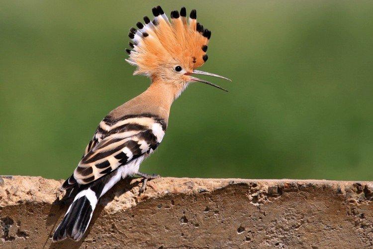 Huppe fasciée - photo d'oiseau