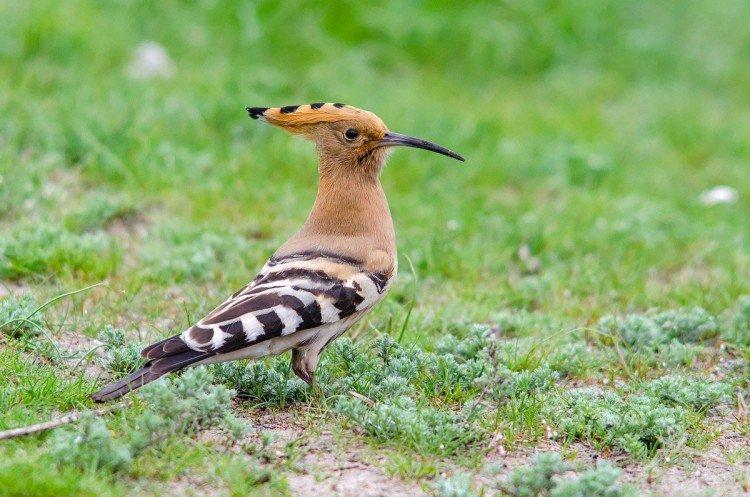 Huppe fasciée - photo d'oiseau