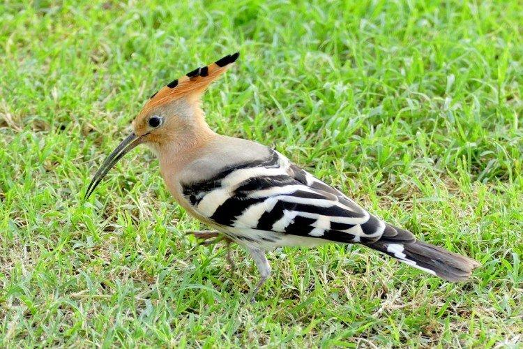 Huppe fasciée - photo d'oiseau
