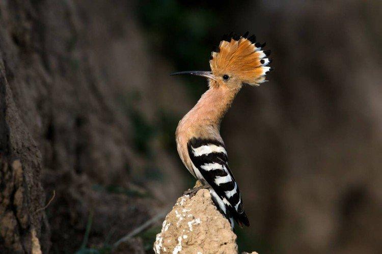 Huppe fasciée - photo d'oiseau