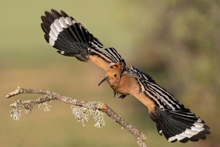 Huppe fasciée - photo d'oiseau