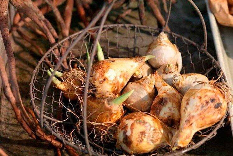 Plantation et reproduction de la ferme avicole