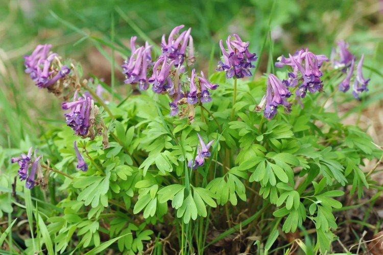 Plantation et reproduction des corydales