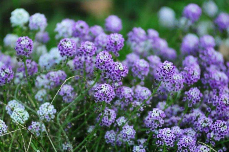 Lobularia - photo