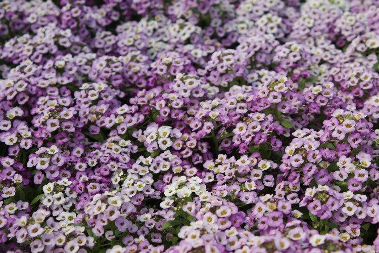 Lobularia - photo