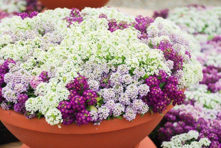 Lobularia - photo