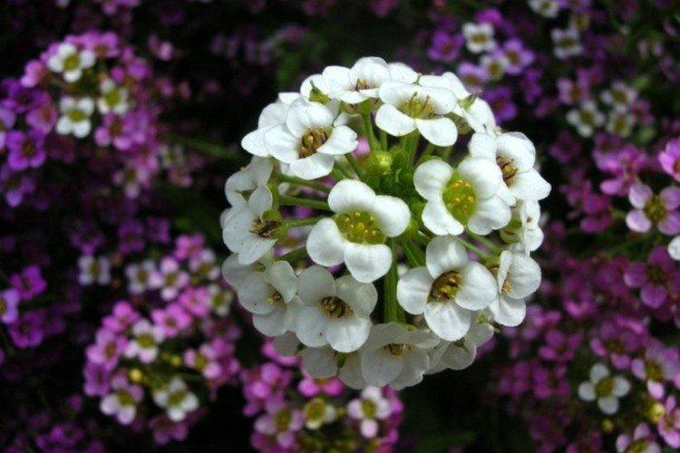 Lobularia - photo