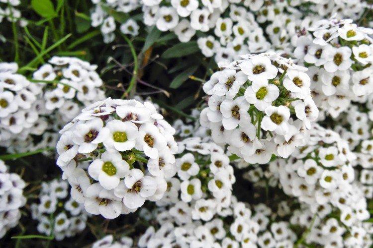 Lobularia - photo