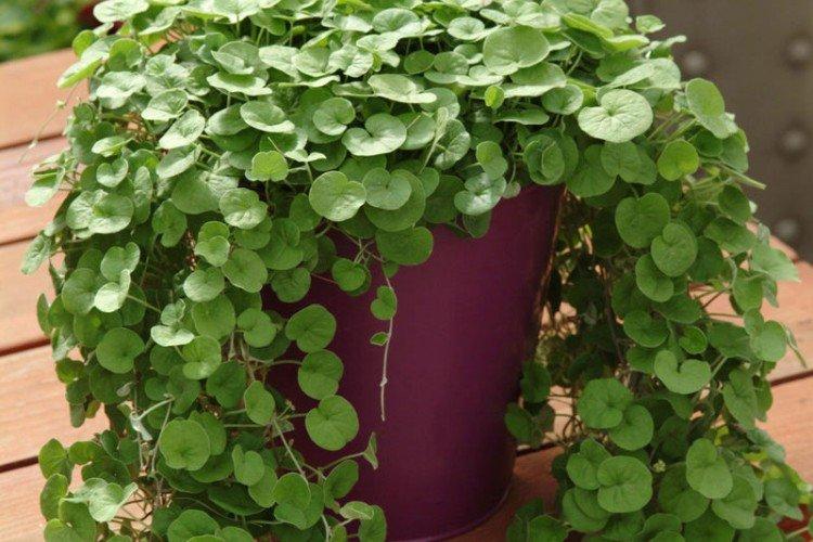 informations générales