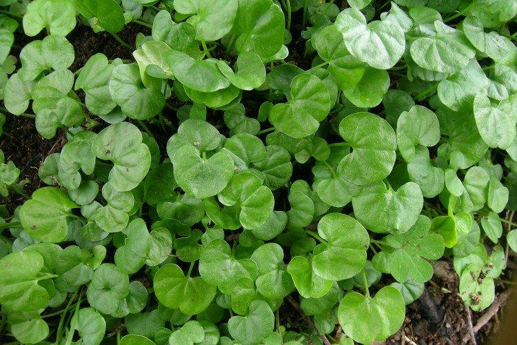 Dichondra - photo